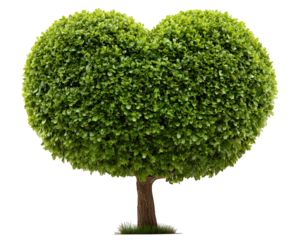 Heart shaped bush tree, lush green foliage, isolated on transparency background, symbolizing love, nature, and romance, perfect for eco friendly or romantic concepts