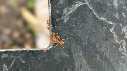 Ants interacting on black metal surface in close-up view