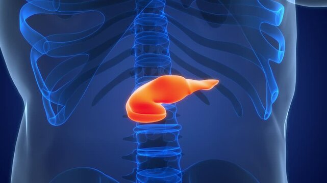 Human Internal Organ Pancreas Anatomy Animation Concept