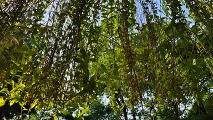Sunlight filtering through a weeping willow's lush foliage