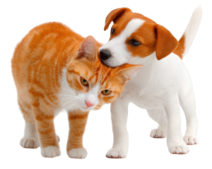 Ginger cat white puppy playful interaction animal friendship isolated on white domestic pet cute affectionate young furry companion cheerful mood close up