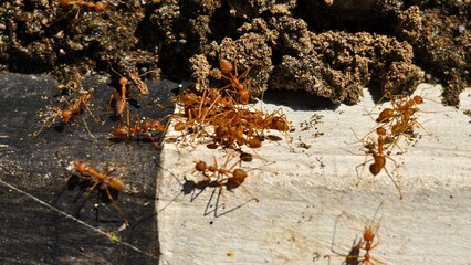 Ants in action a closeup view of teamwork and collaboration