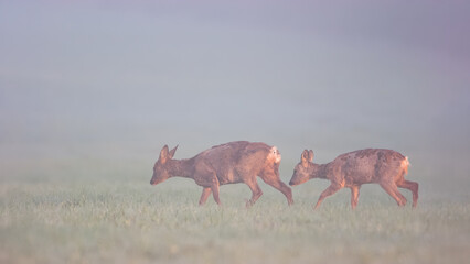Roe Deer doe in moult with her young walking in a foggy plain. Capreolus capreolus, Touraine, Indre...