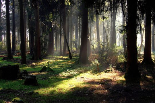 Sunlit forest floor, shafts of light piercing dense canopy