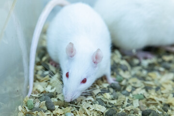 White laboratory rats used in scientific and medical research