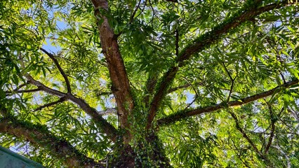Looking Up Through the Branches of a Tree