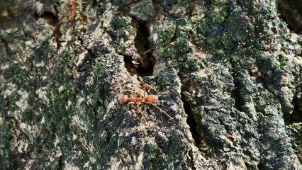 Ant on Tree Bark