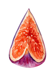 Watercolor illustration of a fig showcasing its vibrant interior and unique shape