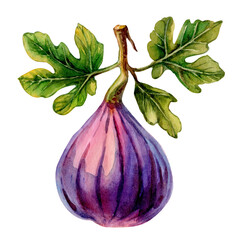 Fresh fig with green leaves showcased against a clean white background highlighting its texture and color