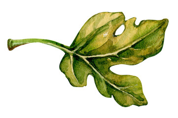 Obraz premium Detailed watercolor illustration of a green fig leaf showcasing natural textures and colors, perfect for botanical studies or artistic inspiration