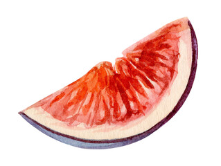 Watercolor Fig Slice. Hand Painted Fruit Illustration