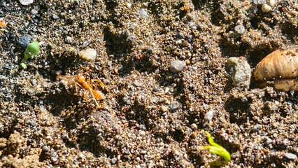 Close-up of a Weaver ant on a sandy surface with fallen leaves