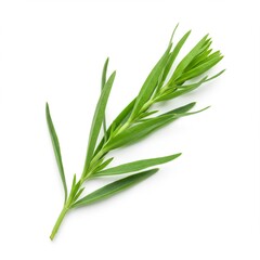 Fototapeta premium Tarragon Herb A Culinary and Medicinal Guide to this Aromatic Plant