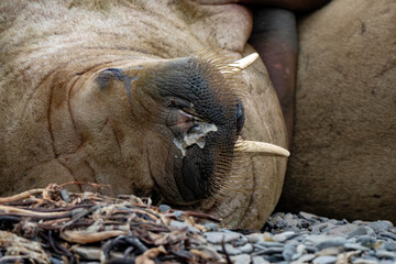 Morse, Odobenus rosmarus, Spitzberg, Svalbard, Norvège