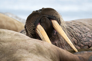 Morse, Odobenus rosmarus, Spitzberg, Svalbard, Norvège