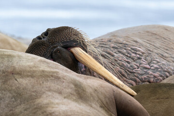Morse, Odobenus rosmarus, Spitzberg, Svalbard, Norvège