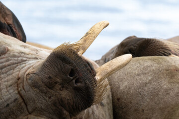 Morse, Odobenus rosmarus, Spitzberg, Svalbard, Norvège