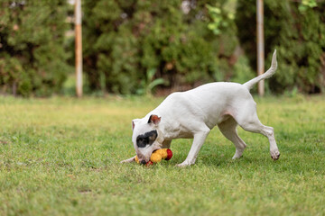 Bull Terrier dog playing with orange toy on grass