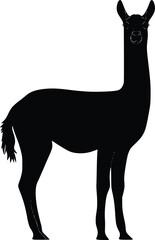 Naklejka premium Black silhouette of a llama standing, editable vector illustration, profile view, South American animal, simple graphic design, elegant style, farm
