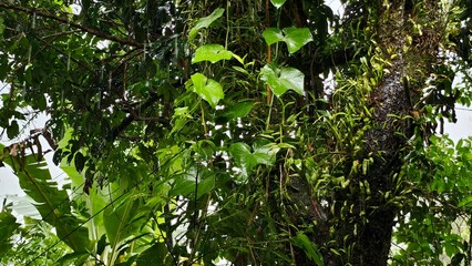 Fototapeta premium Lush Green Foliage of a Tree After the Rain