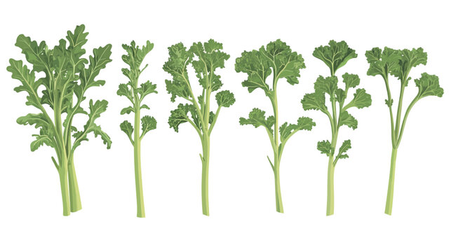 Collection of Rapini (Broccoli Rabe) Illustrations &ndash; Fresh Green Vegetable Set