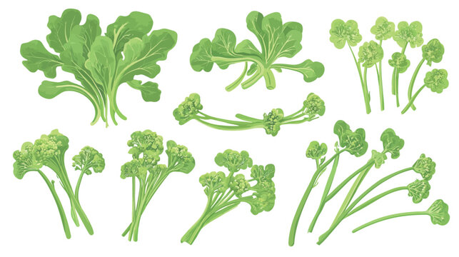 Collection of Rapini (Broccoli Rabe) Illustrations &ndash; Fresh Green Vegetable Set
