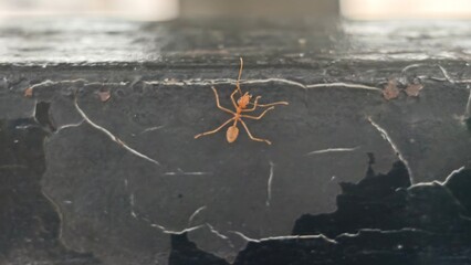 Close-up of an Ant on a Black Surface