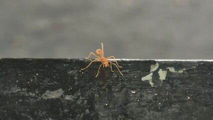 An ant on a rusted metal surface with peeling paint.
