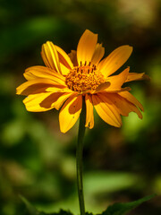 Golden Arnica Montana Blossom in Sunlight