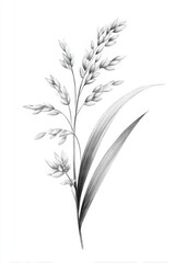 Fototapeta premium Elegant Botanical Illustration of Grasses and Wildflowers in Black and White