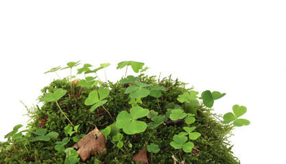 Piece of forest floor with moss and wood-sorrel isolated on white background. Border of fresh green forest vegetation, plants Oxalis acetosella.