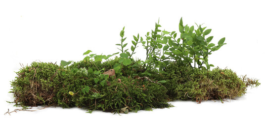 Piece of forest floor with moss,  blueberry and wood-sorrel plants isolated on white background. Border of fresh green forest vegetation.