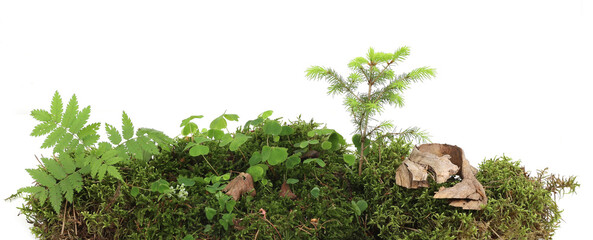 Piece of forest floor with moss, young spruce tree, ferns and wood-sorrel isolated on white background. Border of fresh green forest vegetation, plants Oxalis acetosella.