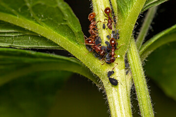 red ants are herding their herd of aphids. colorful macro photo of an insect. close-up. space for text. natural lighting.