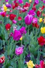 Colorful tulips bloom vibrantly in the garden, bringing a burst of spring beauty and charm to the...