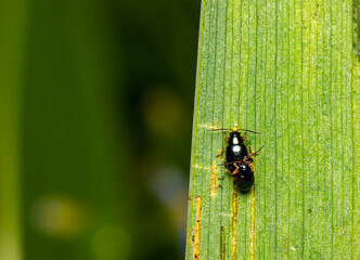 Beetles mate on a green leaf. colorful macro photo of an insect. close-up. space for text. natural...