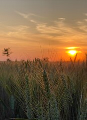 Fototapeta premium sunset over wheat field