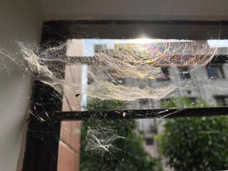 The entrance of the spider's nest. white dense cobweb with a nest and spider's lair.