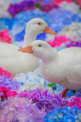 あひると紫陽花