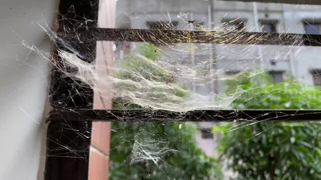 The entrance of the spider's nest. white dense cobweb with a nest and spider's lair.