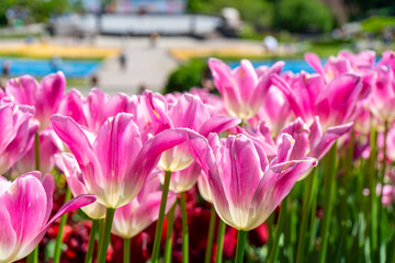 Colorful tulips bloom vibrantly in the garden, bringing a burst of spring beauty and charm to the...