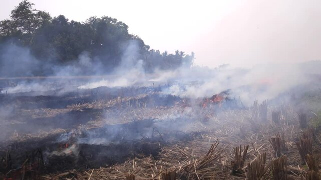 Stubble Burning in India( Parali burning), also known as stubble or straw burning, is the practice of setting fire to crop residue left after harvesting, primarily in agricultural regions of India.