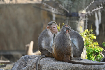 岩の上でふれあうボンネットモンキー