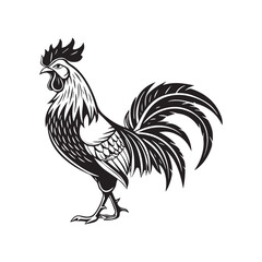rooster vector illustration