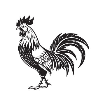 rooster vector illustration