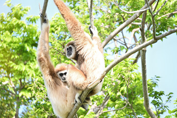 Fototapeta premium 木の上にいる２匹のシロテテナガザル