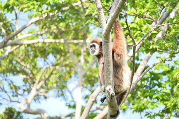 Obraz premium 木の上のシロテテナガザル