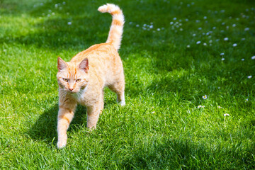 Roter Hauskatze im Garten.