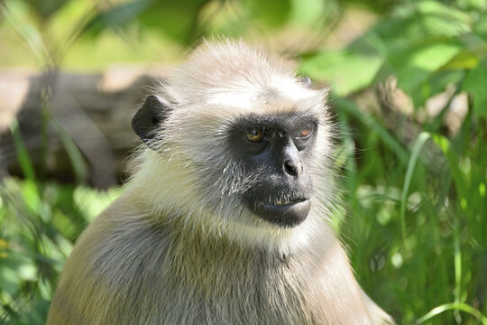 ハヌマンラングールのクローズアップ