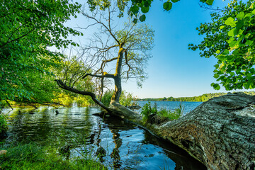 Urwald Gef&uuml;hl am Ufer der Dahme, Langer See, in Berlin K&ouml;penick.